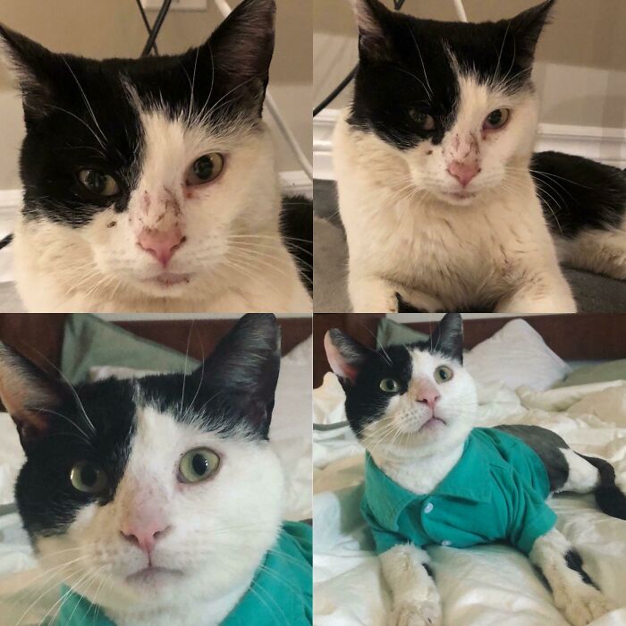 This Is Arnold! We Adopted Him 3 Weeks Ago, And He’s Had An Amazing Transformation. I’ve Never Met A Cat With So Much Moxie