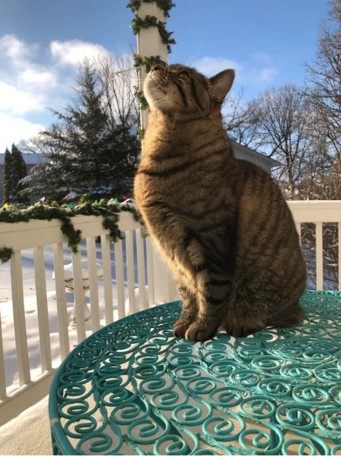 My Friends Are Sick Of Me Showing Them Pictures Of My Cat