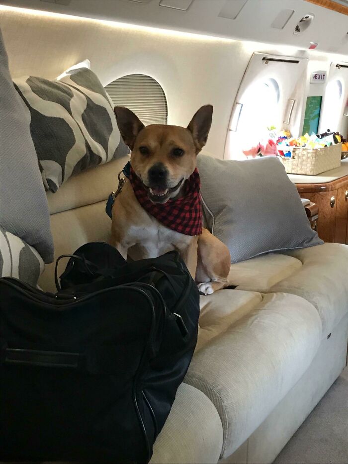 This Is Niko On His Private Plane. He's Headed For A Better Life After Being Stuck In The Shelter For Years