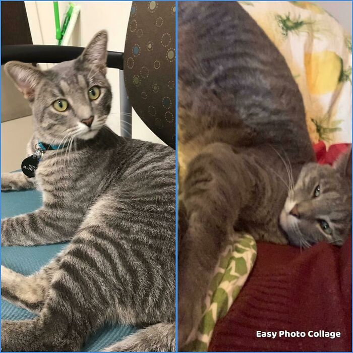 This Boy Was Next On The Euthanize List At The Shelter Because He Has Fiv, Only Had A Couple Months To Live, Was Severely Underweight, And Afraid Of Humans