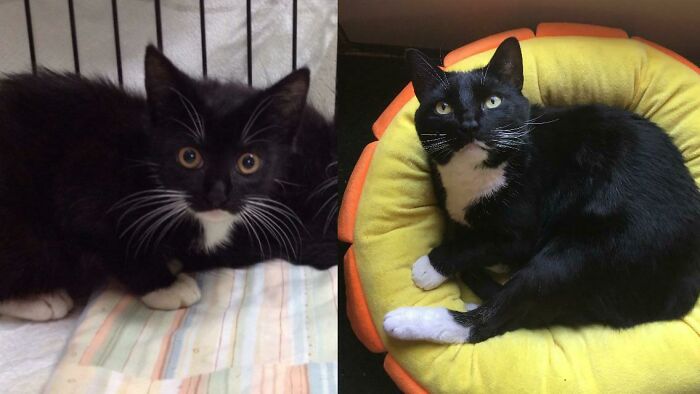 Tiny, Covered In Fleas, And Very Feral. Now, Ivy Is A Lovable Destroyer Of Toys And