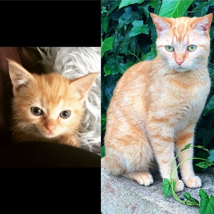 Lux Was Rescued From A Hoarder’s House. She Was Covered In Fleas, Severely Underweight And Stank Of Piss. Three Years Later The Glow Up Is Real