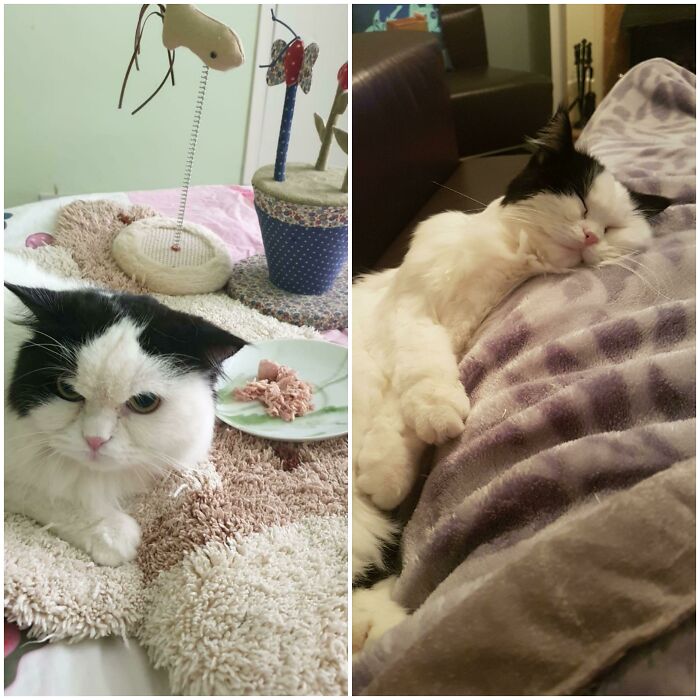 A Not Very Happy Little Man Before Adoption To The Happiest Little Fluff