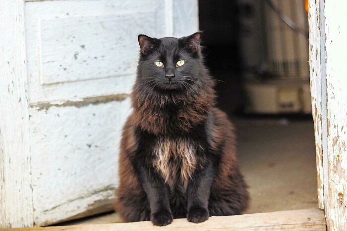 Draw My Cat, Hamilton Jones?! I Would Love To See Him In An Epic Adventure Setting Like Indiana Jones! He Courageous, Big Ole Floofy Boi