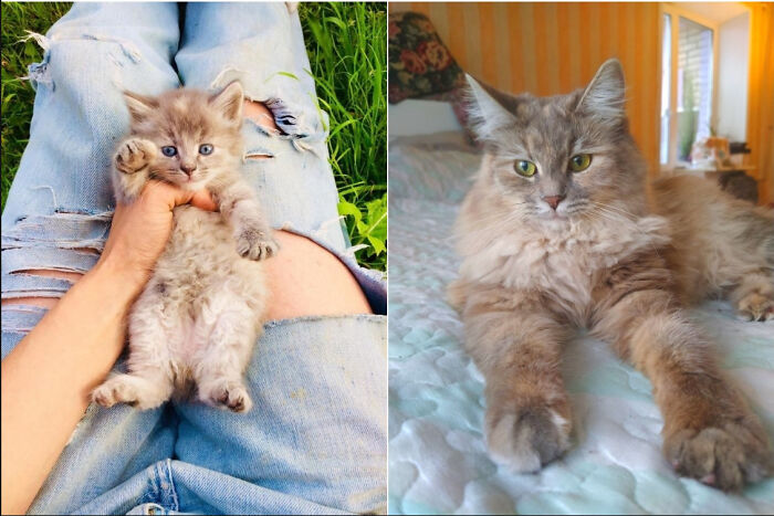 I Found This Kitten, Her Mother And Her Three Sisters On The Street Under A Bush