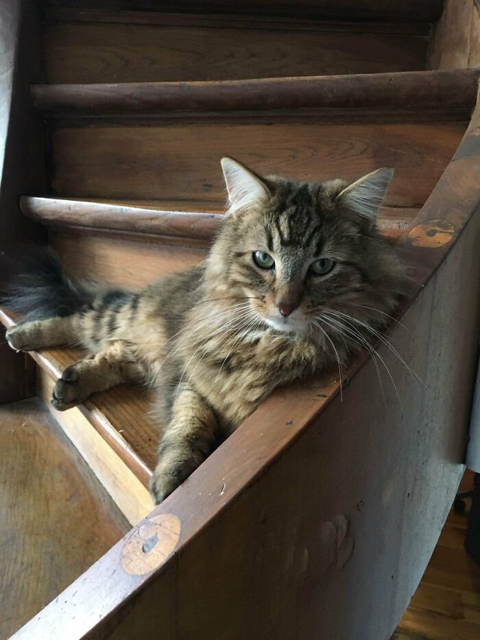 Oski My Floofy Model Cat