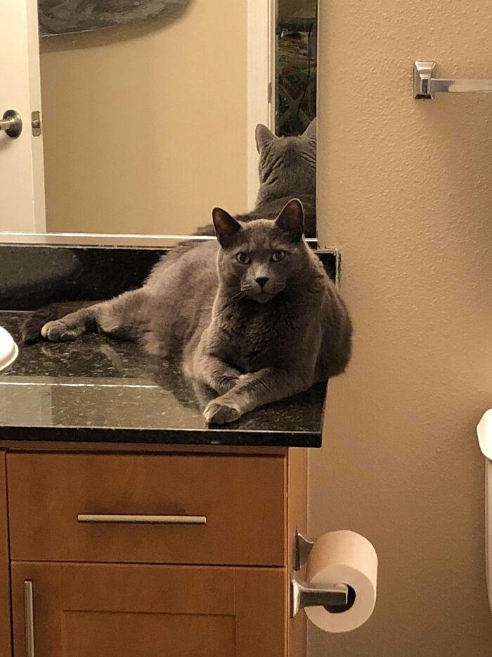 My Wife Wanted A Cat... So We Compromised And Got An 18 Lb Male Model