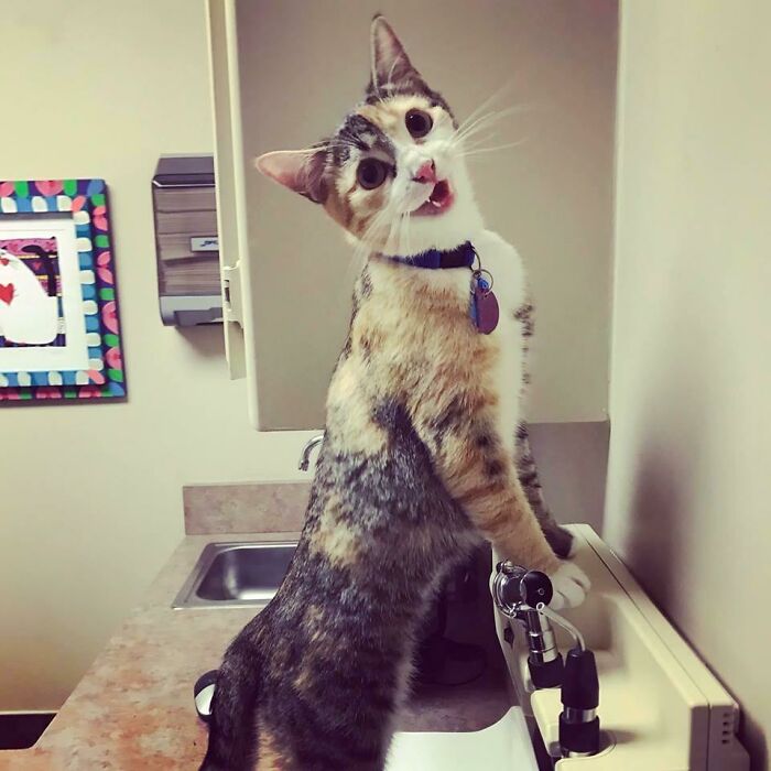 When You’re A Cat, But Born To Model