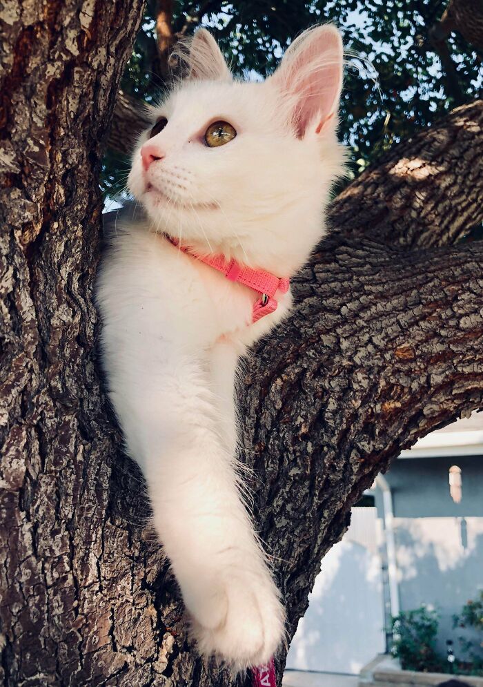 My Khaleesi... The Most Stunning Super Model Cat