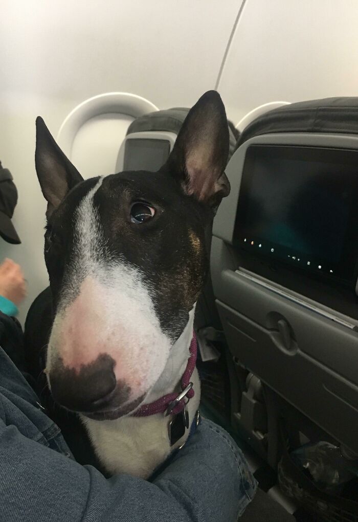 Got To Spend My 5 Hour Flight Next To This Good Girl
