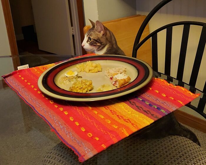 My Husband Made Our Cat A Plate Since It Was Just Us This Year