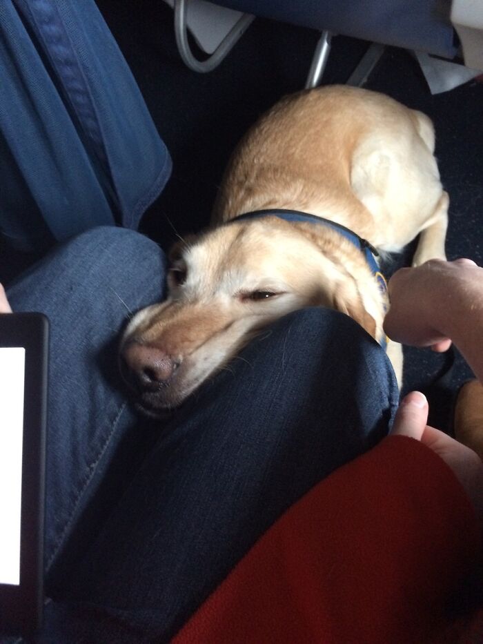 My Service Dog Goofing Off During Our Flight