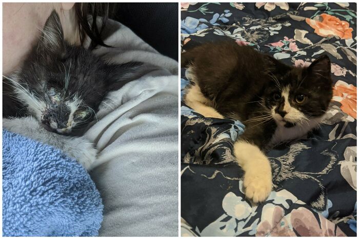 Recently Rescued And Adopted A Tripod Kitten. I Want Everyone To Meet This Little Fighter - Mitzi!