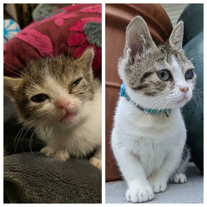 When I Got Sweet T She Couldn’t Walk, Meow, Eat Or Breathe Well