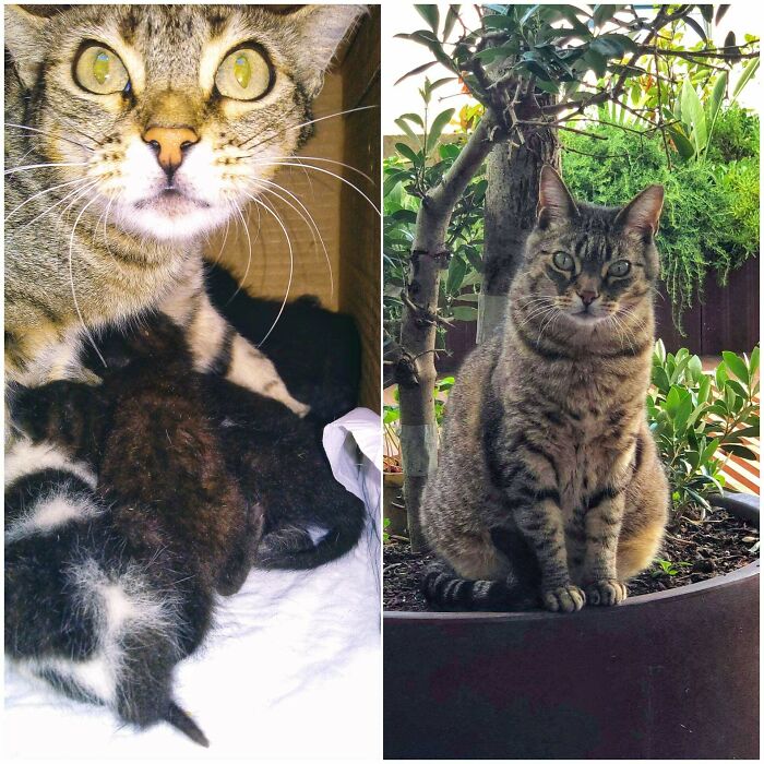 From A Scared Stray Cat With 3 Newborn Kittens (Plus 4 Adopted Ones) To This Confident Chonker Enjoying Her New Forever Home