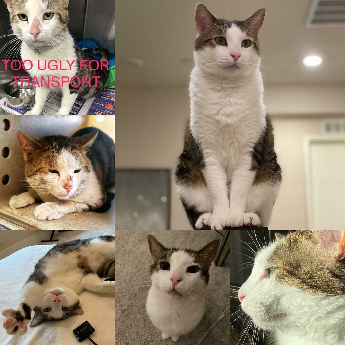 My Cat Was In A Shelter With A 84% Kill Rate, & Was Denied Transport To A No-Kill Rescue Bc He Was "Too Ugly". He Was So Sad And Just Wanted Love. His Story Was Posted To Fb & He Was Saved! I Adopted Him A Month Later (In 2018). He Is So Loving And Such A Sweetheart. Every Life Is Worth Saving!!