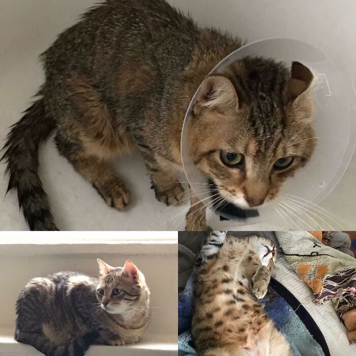 3 Years Ago Today My Husband And I Ran Up To The Grocery Store To Grab A Few Last Minute Items. This Little Guy Was Sitting Outside Eating Popeye’s Chicken