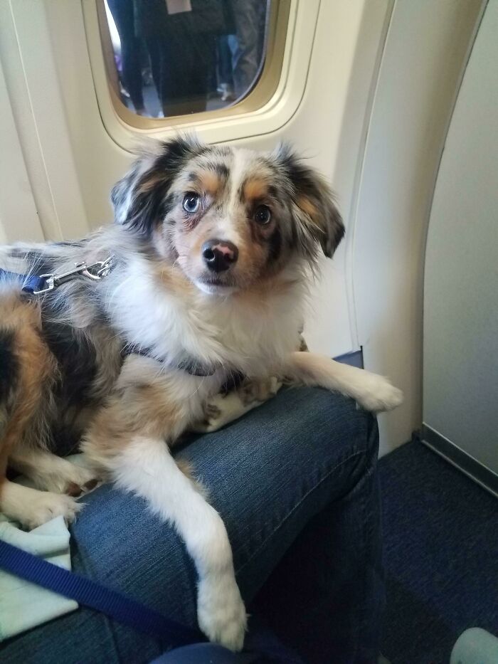 Sat Next To This Guy On My Flight. Meet Sebastian