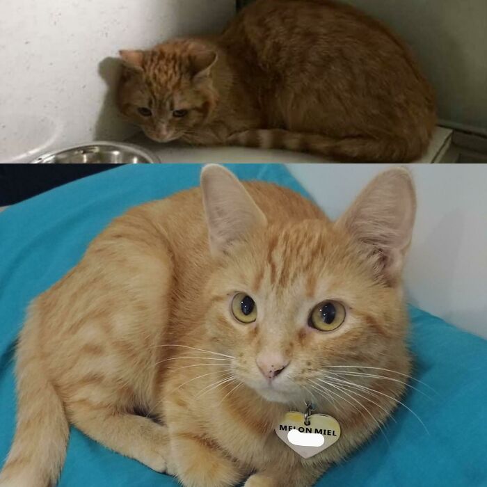 She Survived Alone Outside All Winter At -30°c. The Tips Of Her Ears Had Frozen Bites. Now She's Warm And Happy!