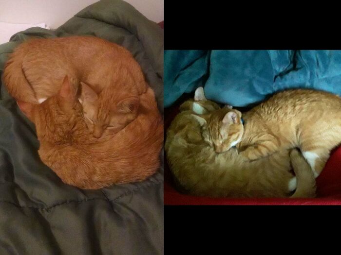 1 Year Ago On The Left When I First Picked Them Up, And Then Today On The Right. 1 Whole Year As Of Today With These Foster Fails