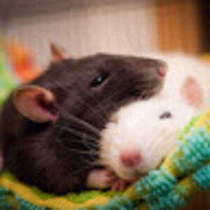 konradhurrelmann avatar