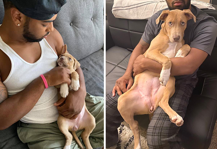 Didnt-Want-A-Dog-Challenge