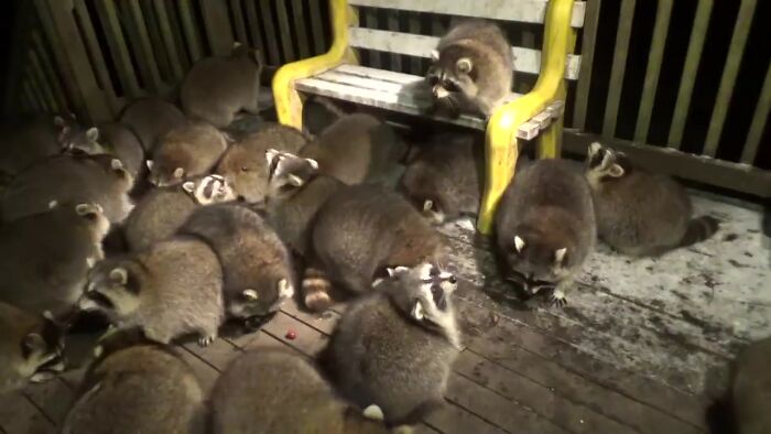 Every Night, This Man Feeds Hot Dogs To This Pack Of Raccoons As Per His Late Wife's Wish Every Night, This Man Feeds Hot Dogs To This Pack Of Raccoons As Per His Late Wife's Wish