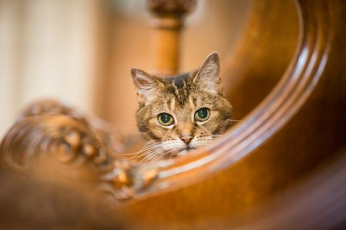 Cat Who Lived In A Church For 12 Years Passes Away, The Church Gives Her An Entire Memorial Service Cat Who Lived In A Church For 12 Years Passes Away, The Church Gives Her An Entire Memorial Service
