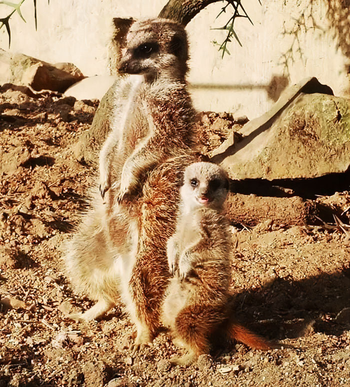 This Dad’s An Electrician In A Zoo And Here’s How He Spent His Morning With A Bunch Of Meerkats This Dad’s An Electrician In A Zoo And Here’s How He Spent His Morning With A Bunch Of Meerkats