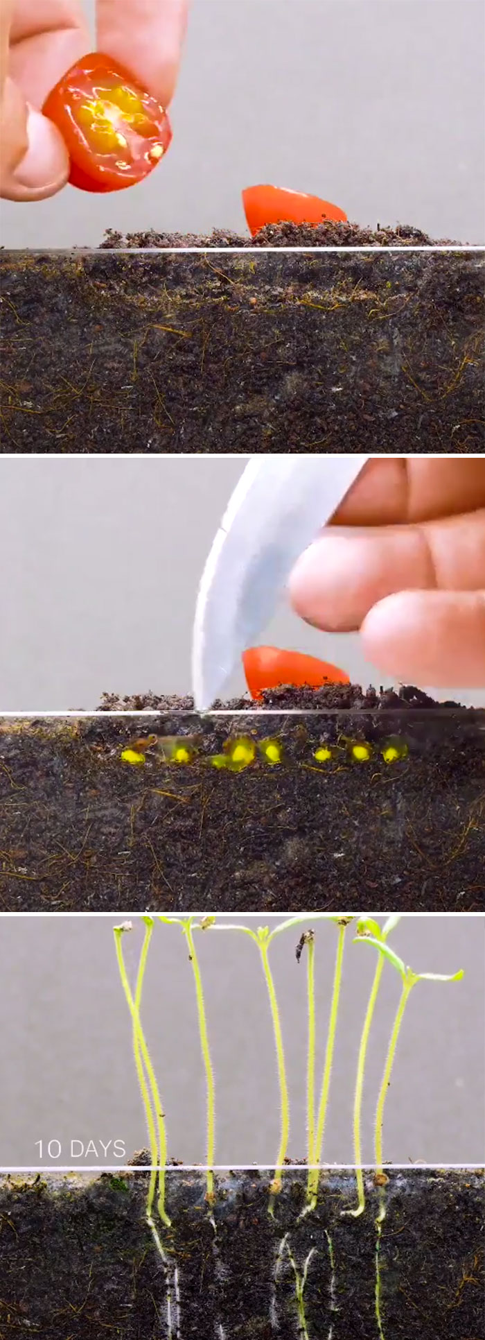 Sprouting Some Cherry Tomato Seeds