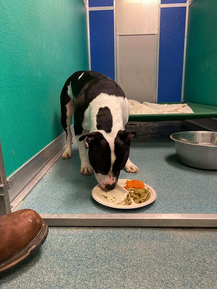 Nearly 80 Shelter Animals Get Treated To A Festive Thanksgiving Meal Nearly 80 Shelter Animals Get Treated To A Festive Thanksgiving Meal