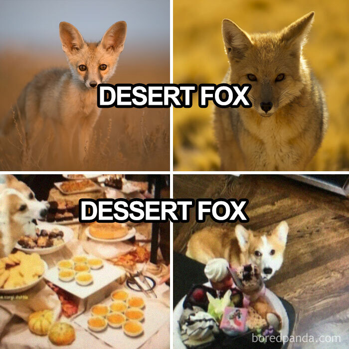 Funniest dog meme split into desert fox and dessert fox panels, showing both an animal and sweet treats with a dog.