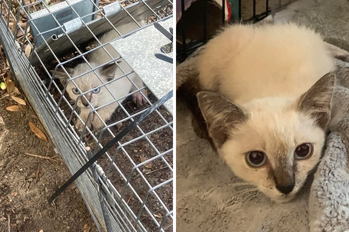 Jax Was Found As A Very Feral Kitten. She Would Bite And Hiss At Anyone Who Tried To Touch Her. Now, Three Weeks Later, She Screams For Food And Will Roll Over Onto Her Back To Ask For Pets