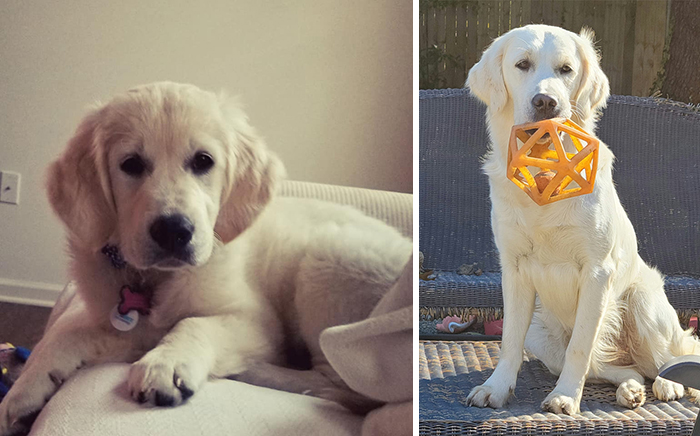 Before-After-Pet-Challenge