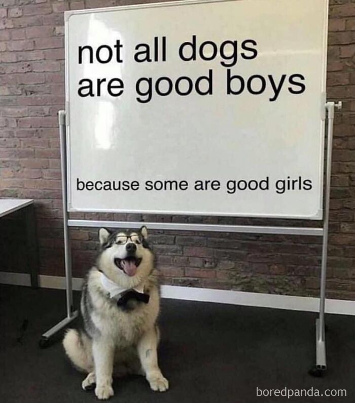 Dog meme with a husky wearing glasses, sitting by a whiteboard with a funny message about good girls and good boys.