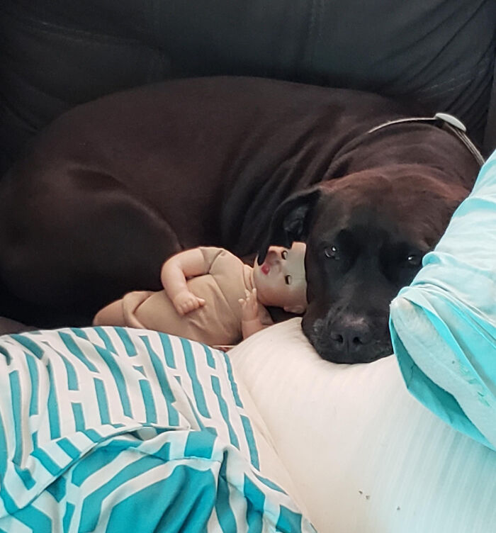 My Dog Randomly Cudding With My 2 Year Old Niece's Toy