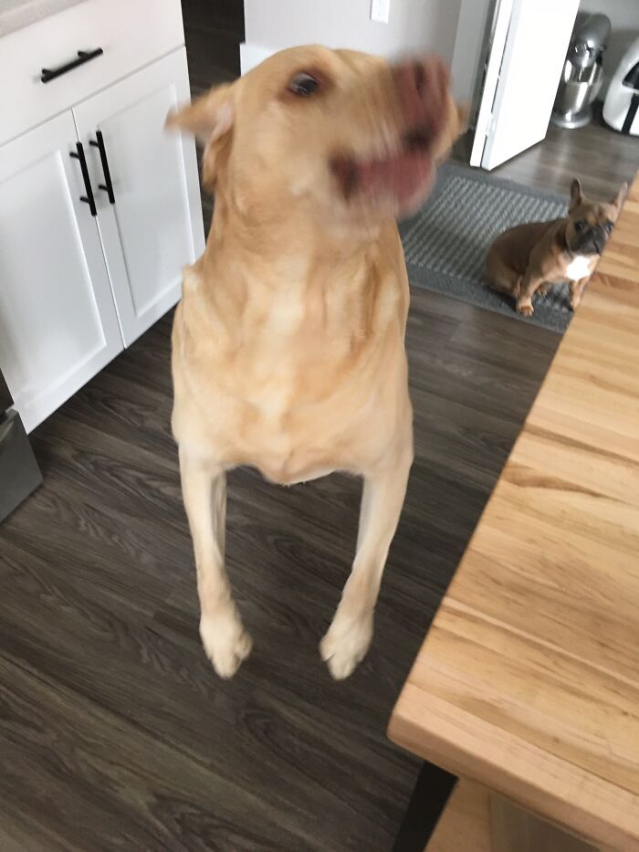 My Last And Final Pet Chester The Tank Evans