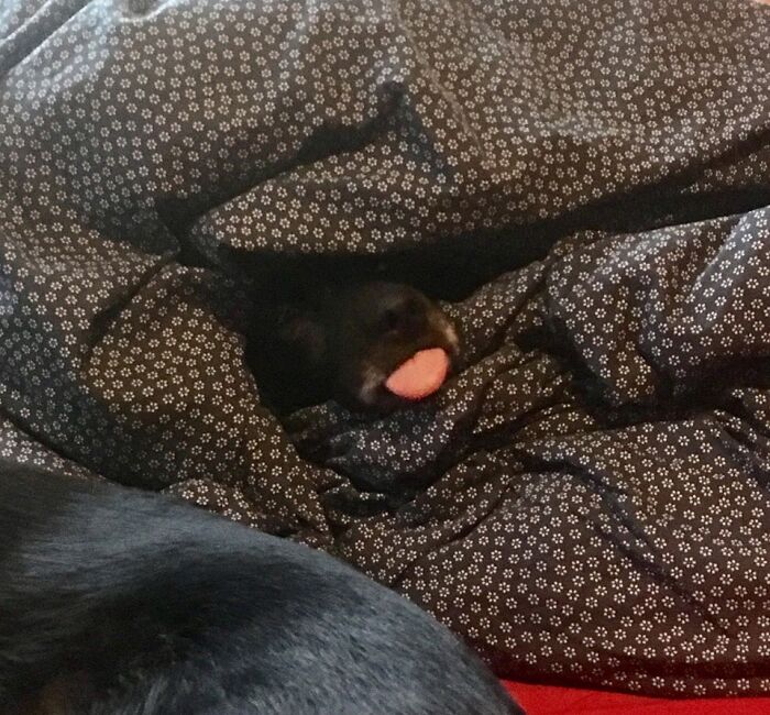 Einar Popping His Head Out For Air After Being Completely Enveloped For Half An Hour