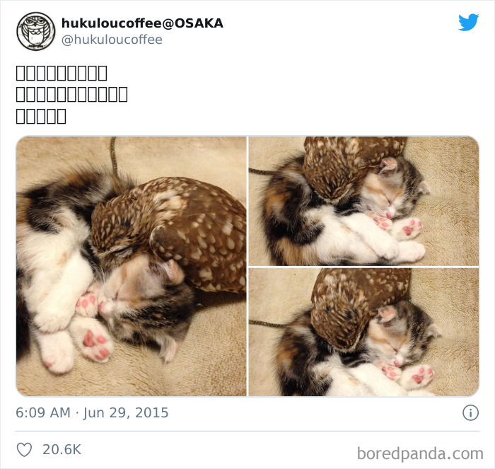 A Cat And An Owl Sleep Together At A Cat Cafe