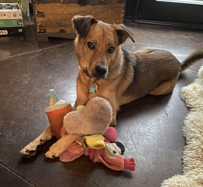 Buddy Boy Decided To Get All His Favorite Toys Together And Pose For A Pic. Diva Doggo!