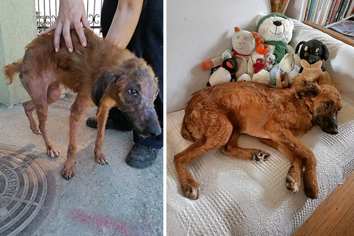 Didnt-Want-A-Dog-Challenge