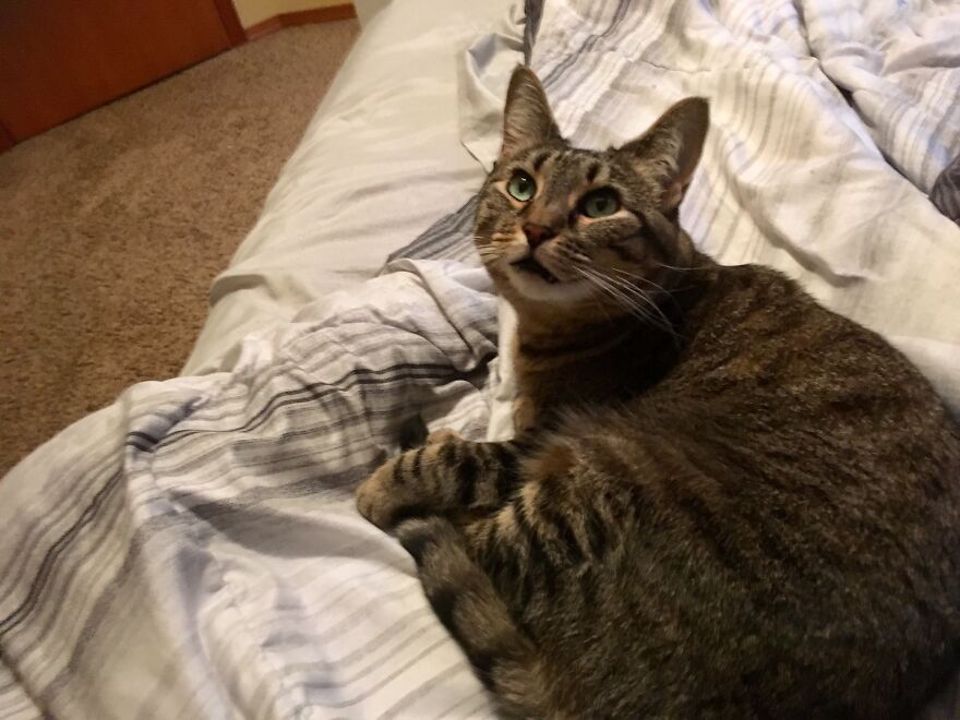 Here Are Some Pictures Of My Cat Ruth To Make You Smile #2