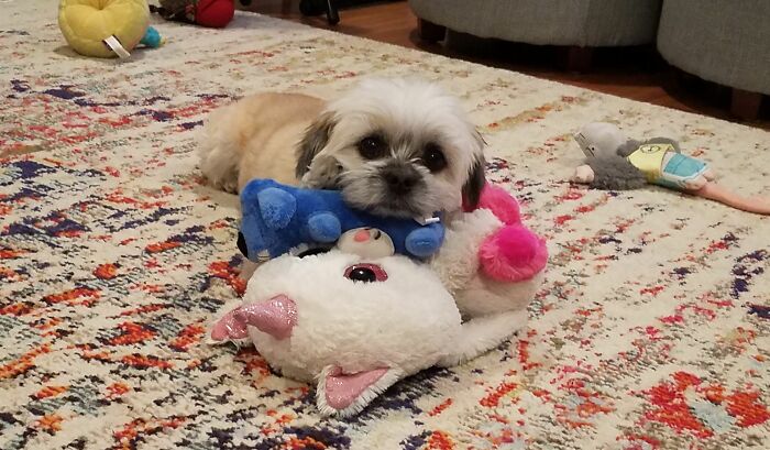 My Floofer Always Stacks His Toys To Lay His Face On