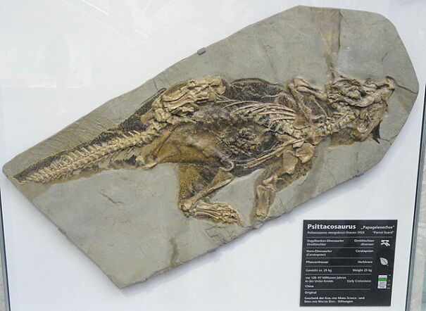 640px-Psittacosaurus_mongoliensis_-_Naturmuseum_Senckenberg_-_DSC02251.jpg
