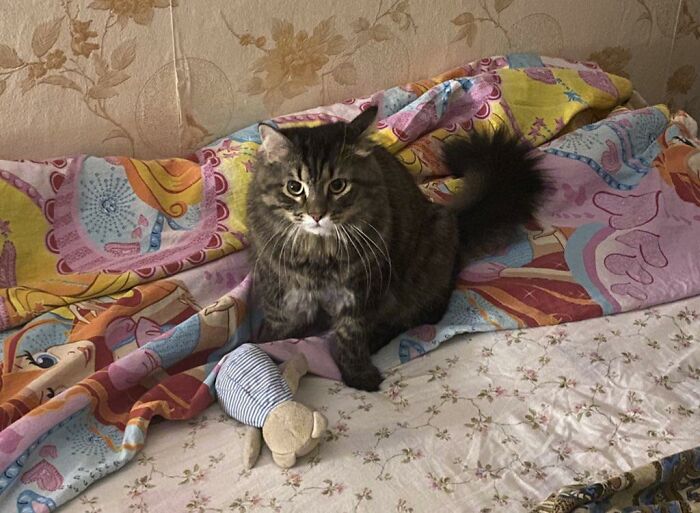 Yesterday My Cat Brought Me And My Husband His Favorite Bear Toy And I Just 😭