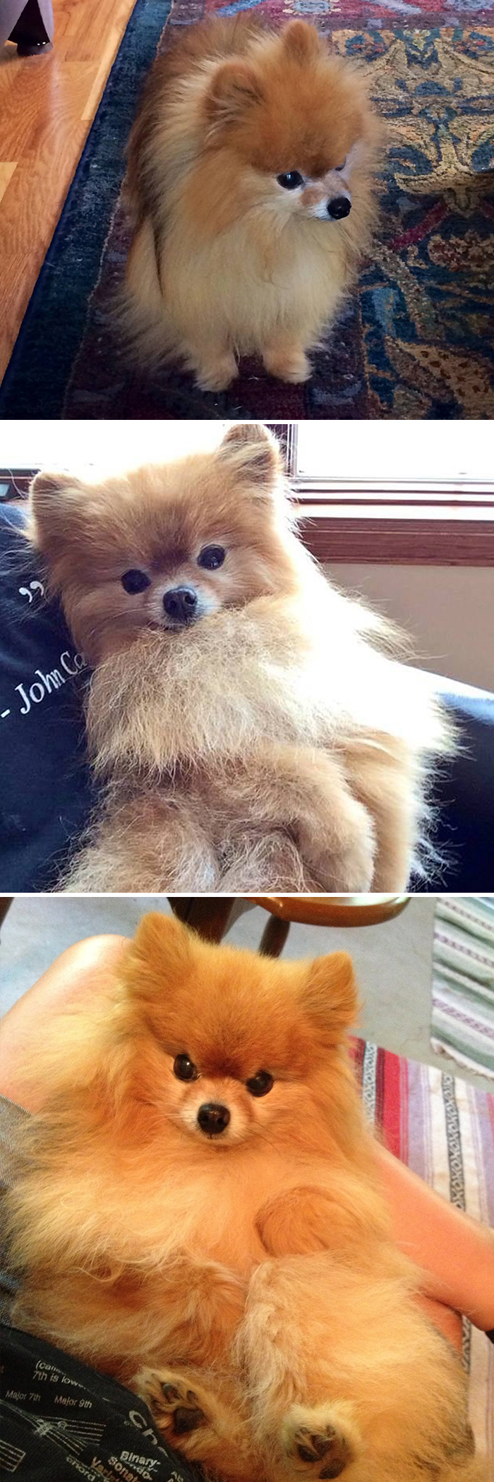 Didnt-Want-A-Dog-Challenge