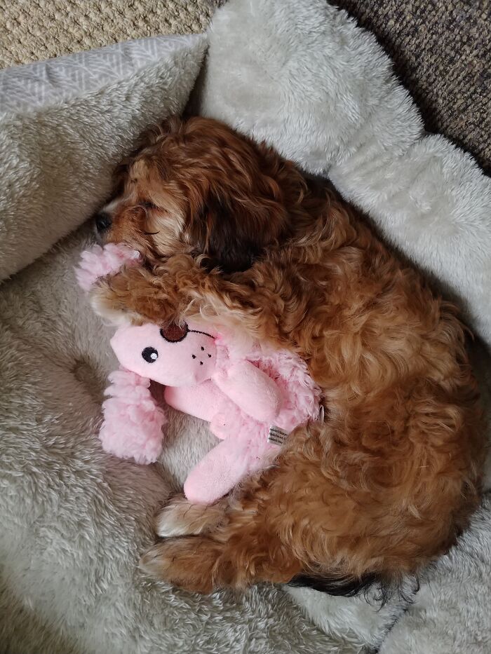 I Think She Likes Her New Toy