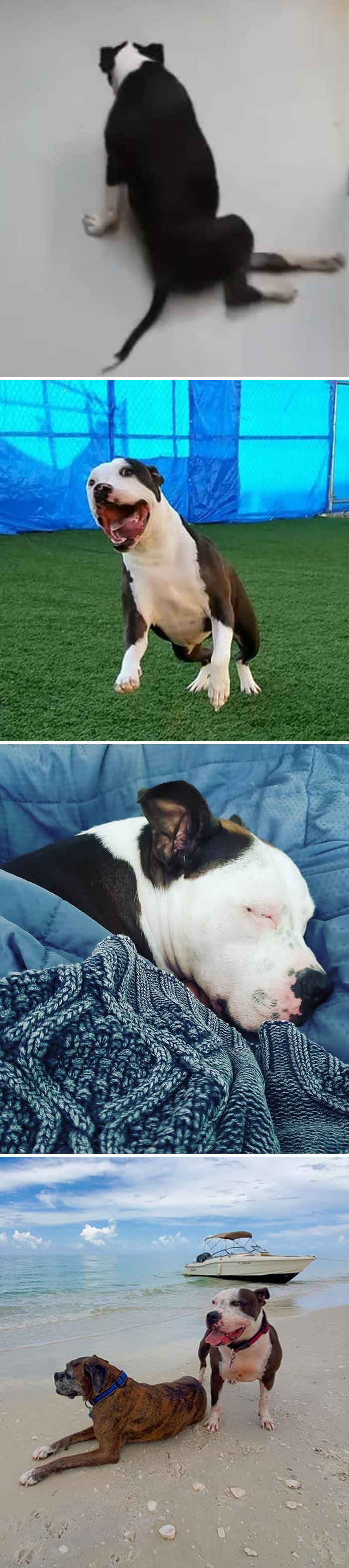 Before-After-Pet-Challenge