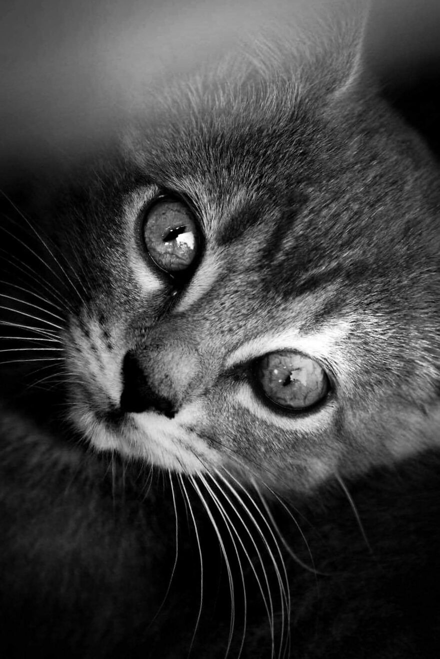 I Photograph My Cats And Other Cats In My Life