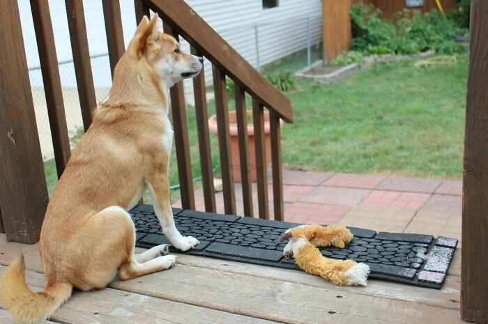 Every Morning She Guards Her Favorite Toy From The Birds!